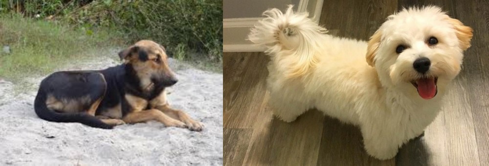 Maltipoo vs Indian Pariah Dog - Breed Comparison