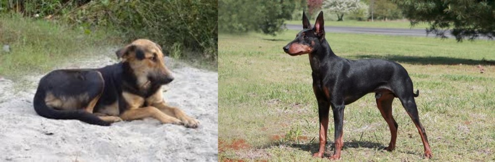 Manchester Terrier vs Indian Pariah Dog - Breed Comparison