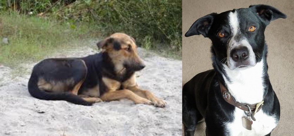 McNab vs Indian Pariah Dog - Breed Comparison