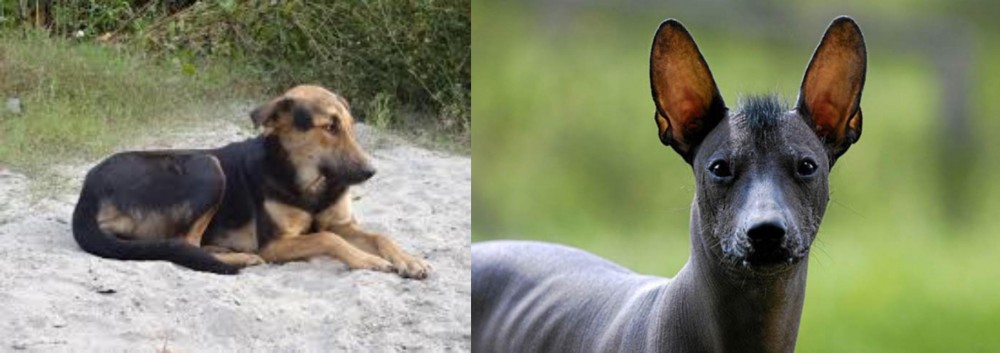 Mexican Hairless vs Indian Pariah Dog - Breed Comparison