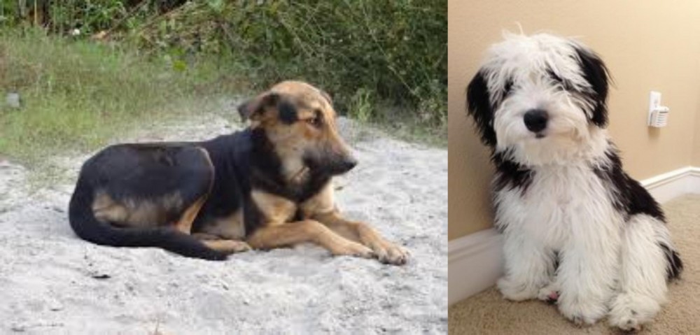 Mini Sheepadoodles vs Indian Pariah Dog - Breed Comparison