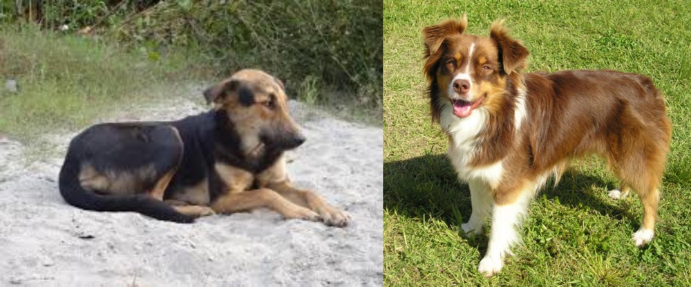 Miniature Australian Shepherd vs Indian Pariah Dog - Breed Comparison
