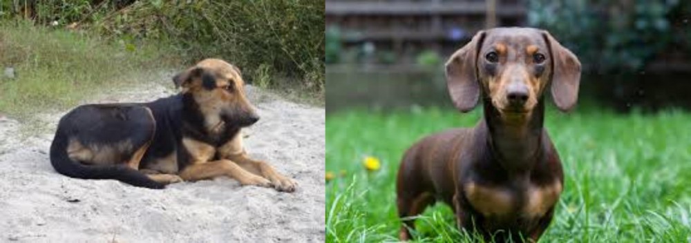 Miniature Dachshund vs Indian Pariah Dog - Breed Comparison