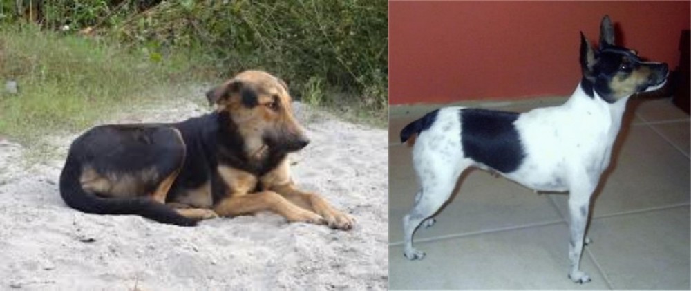 Miniature Fox Terrier vs Indian Pariah Dog - Breed Comparison