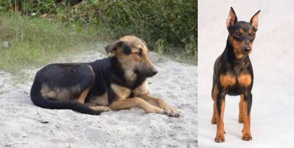 Miniature Pinscher vs Indian Pariah Dog - Breed Comparison