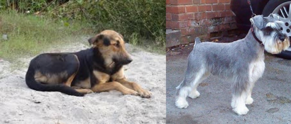 Miniature Schnauzer vs Indian Pariah Dog - Breed Comparison