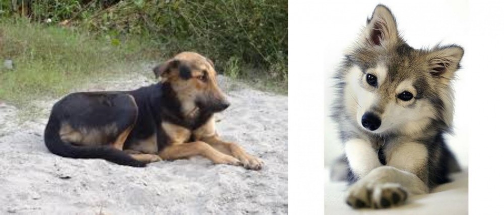 Miniature Siberian Husky vs Indian Pariah Dog - Breed Comparison