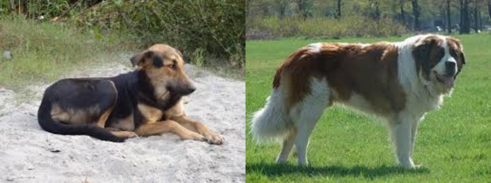 Moscow Watchdog vs Indian Pariah Dog - Breed Comparison