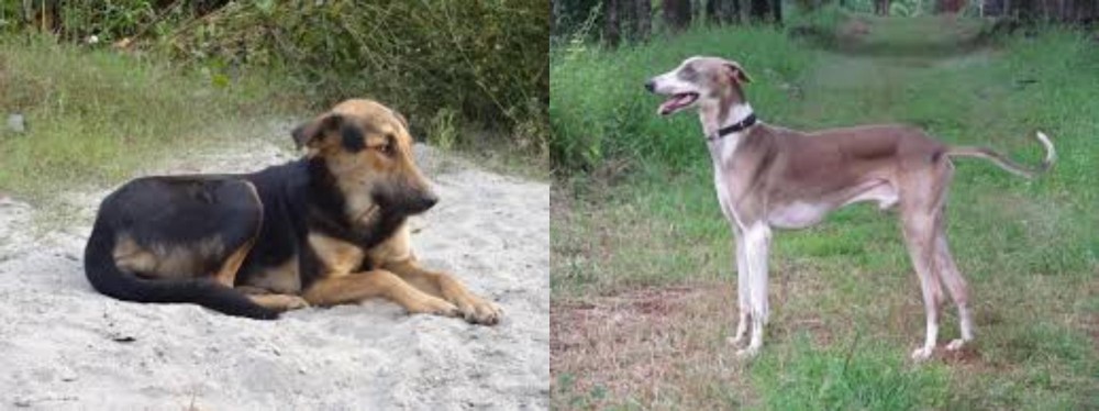 Mudhol Hound vs Indian Pariah Dog - Breed Comparison