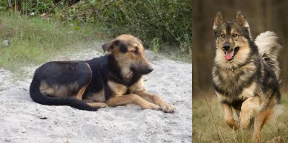 Native American Indian Dog vs Indian Pariah Dog - Breed Comparison