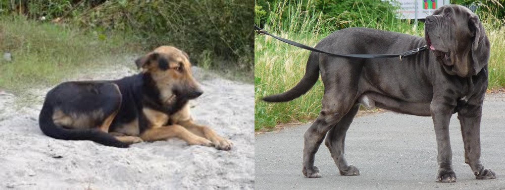 Neapolitan Mastiff vs Indian Pariah Dog - Breed Comparison