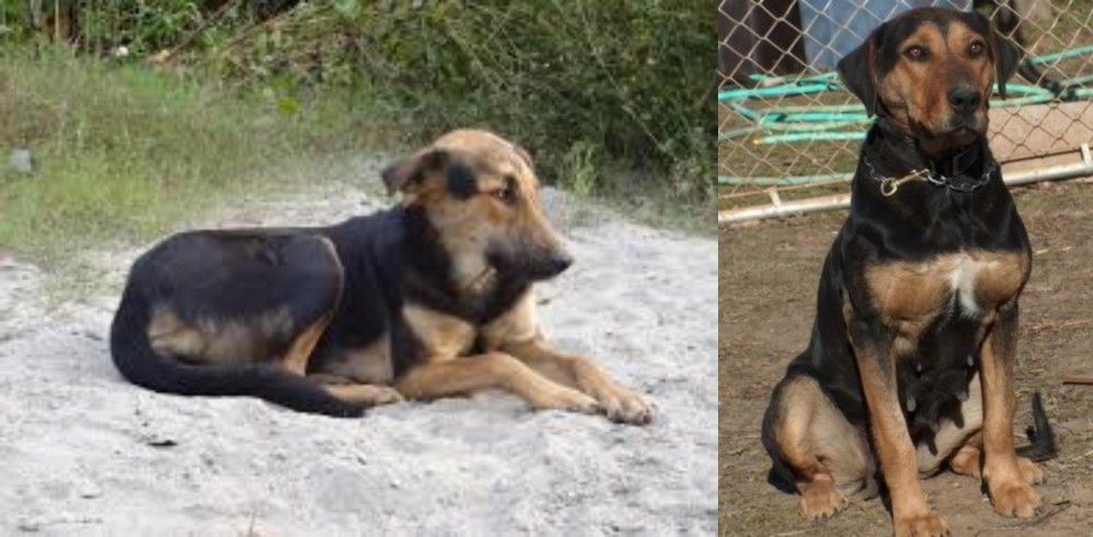 New Zealand Huntaway vs Indian Pariah Dog - Breed Comparison