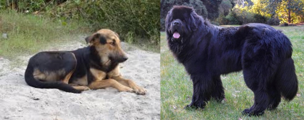 Newfoundland Dog vs Indian Pariah Dog - Breed Comparison