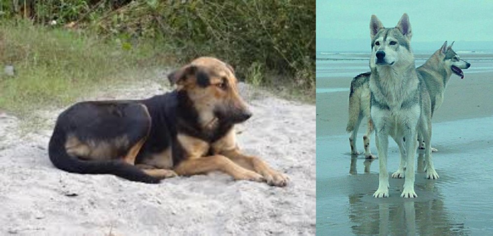 Northern Inuit Dog vs Indian Pariah Dog - Breed Comparison
