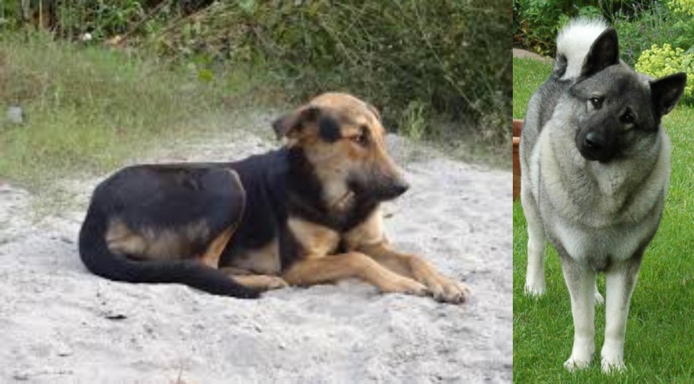 Norwegian Elkhound vs Indian Pariah Dog - Breed Comparison