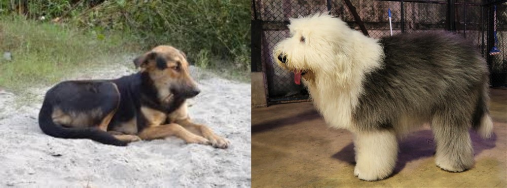 Old English Sheepdog vs Indian Pariah Dog - Breed Comparison