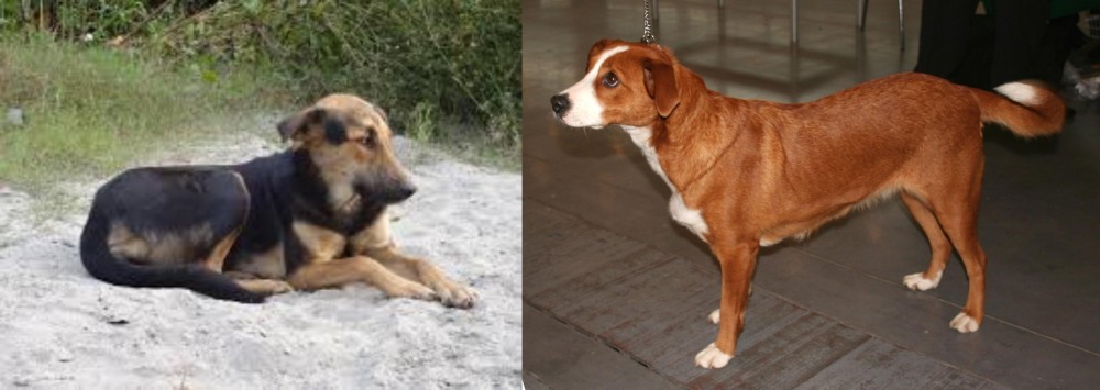 Osterreichischer Kurzhaariger Pinscher vs Indian Pariah Dog - Breed Comparison