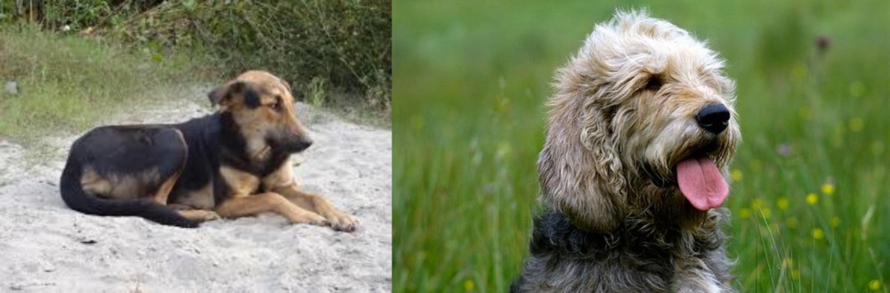 Otterhound vs Indian Pariah Dog - Breed Comparison