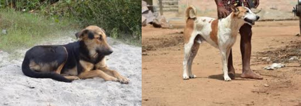 Pandikona vs Indian Pariah Dog - Breed Comparison