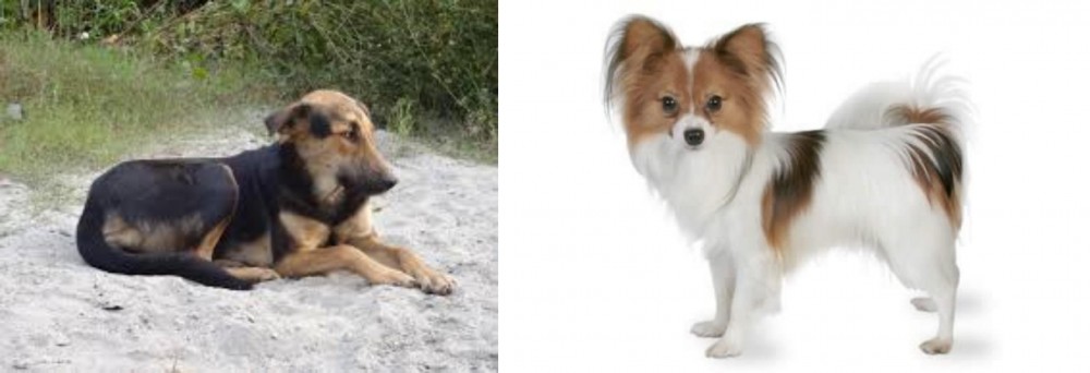 Papillon vs Indian Pariah Dog - Breed Comparison