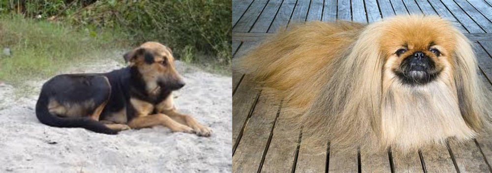 Pekingese vs Indian Pariah Dog - Breed Comparison