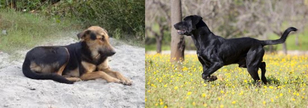 Perro de Pastor Mallorquin vs Indian Pariah Dog - Breed Comparison
