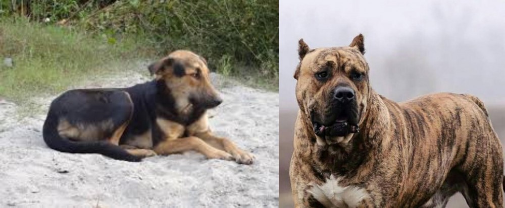 Perro de Presa Canario vs Indian Pariah Dog - Breed Comparison