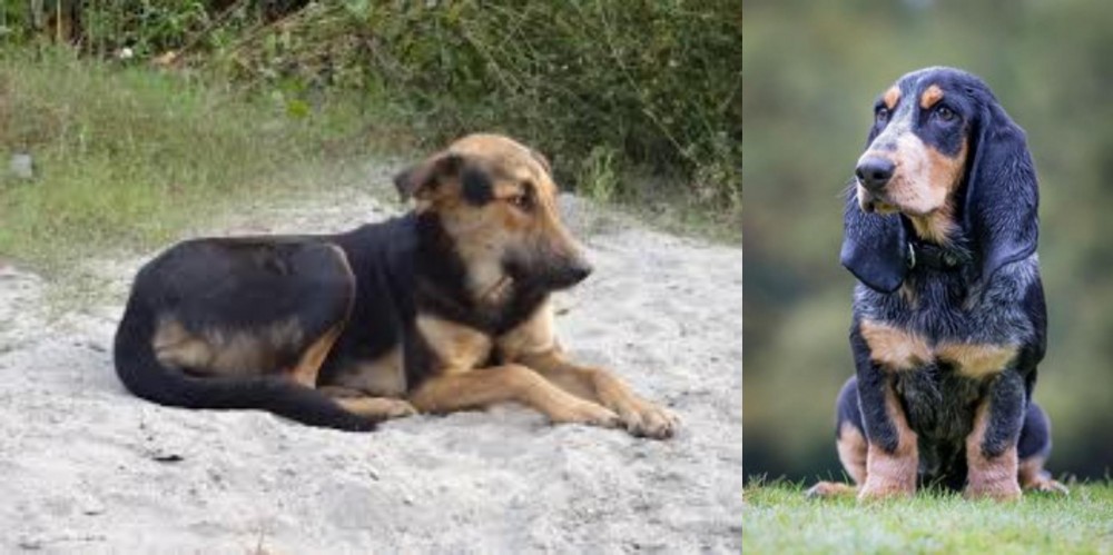 Petit Bleu de Gascogne vs Indian Pariah Dog - Breed Comparison