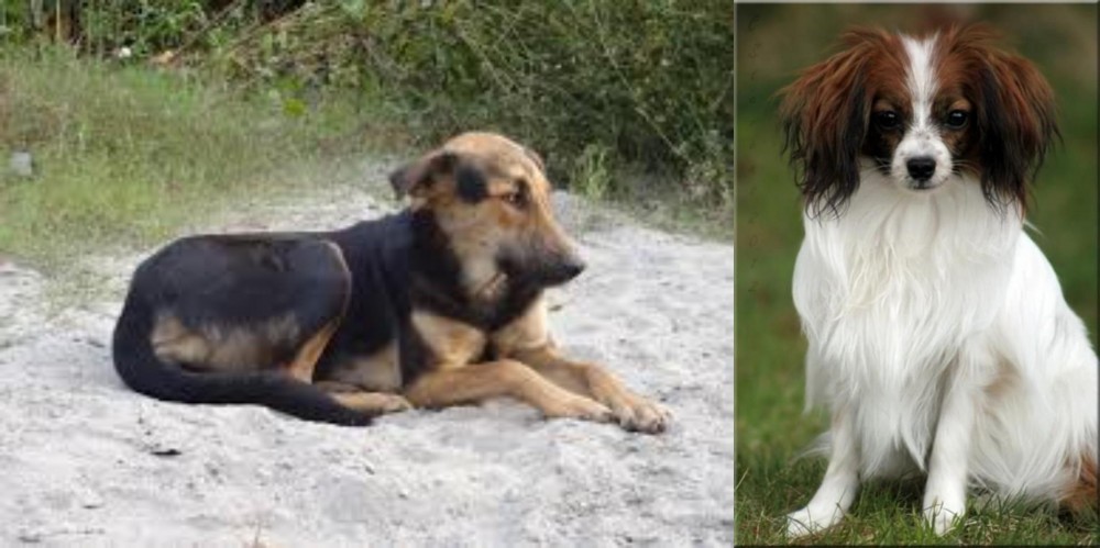 Phalene vs Indian Pariah Dog - Breed Comparison