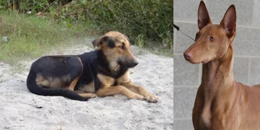 Pharaoh Hound vs Indian Pariah Dog - Breed Comparison