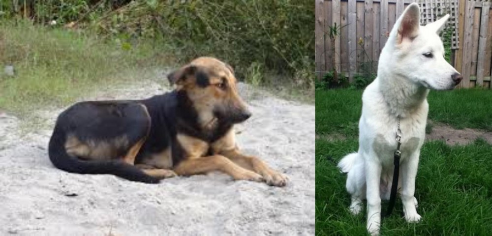 Phung San vs Indian Pariah Dog - Breed Comparison