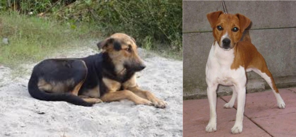 Plummer Terrier vs Indian Pariah Dog - Breed Comparison