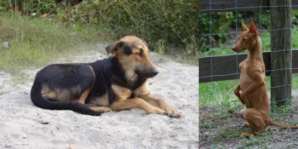 Podenco Andaluz vs Indian Pariah Dog - Breed Comparison