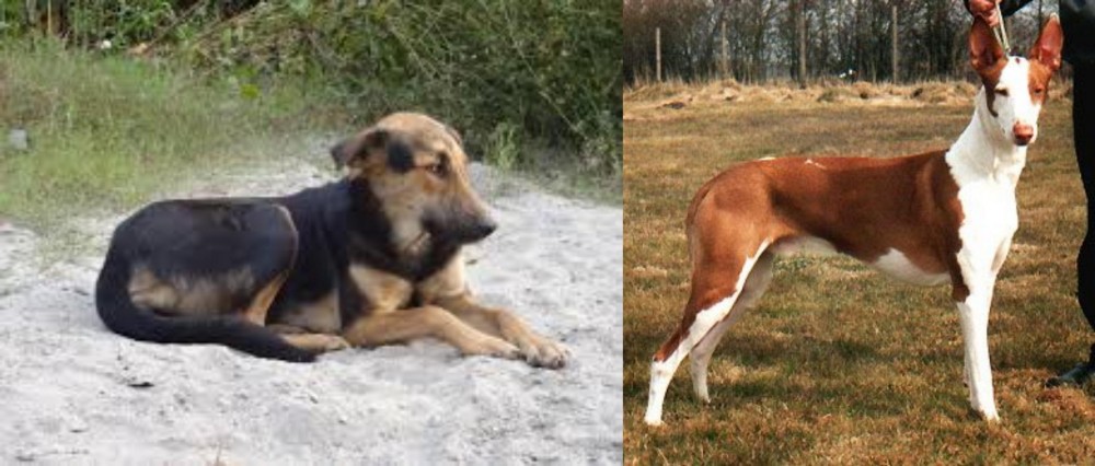 Podenco Canario vs Indian Pariah Dog - Breed Comparison