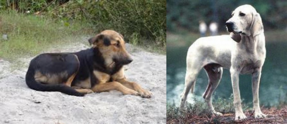 Porcelaine vs Indian Pariah Dog - Breed Comparison