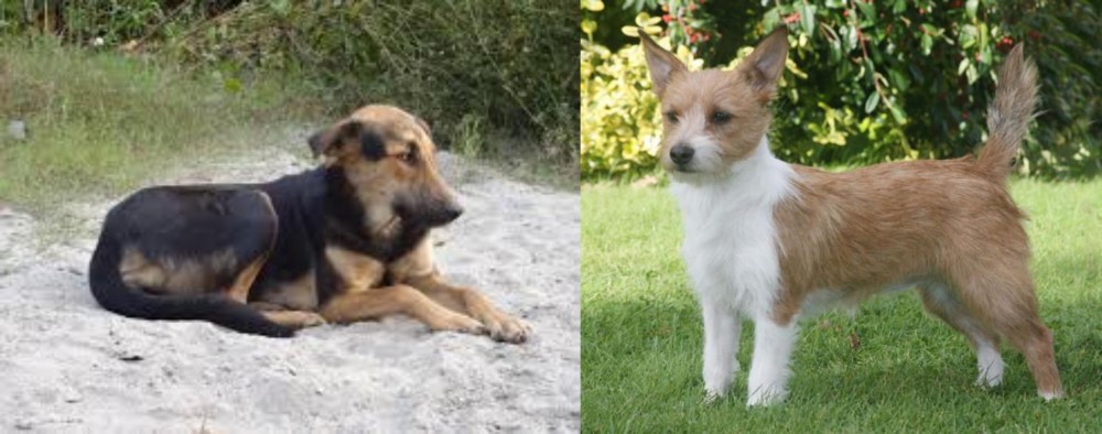 Portuguese Podengo vs Indian Pariah Dog - Breed Comparison