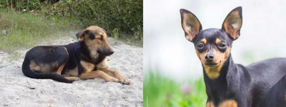 Prazsky Krysarik vs Indian Pariah Dog - Breed Comparison