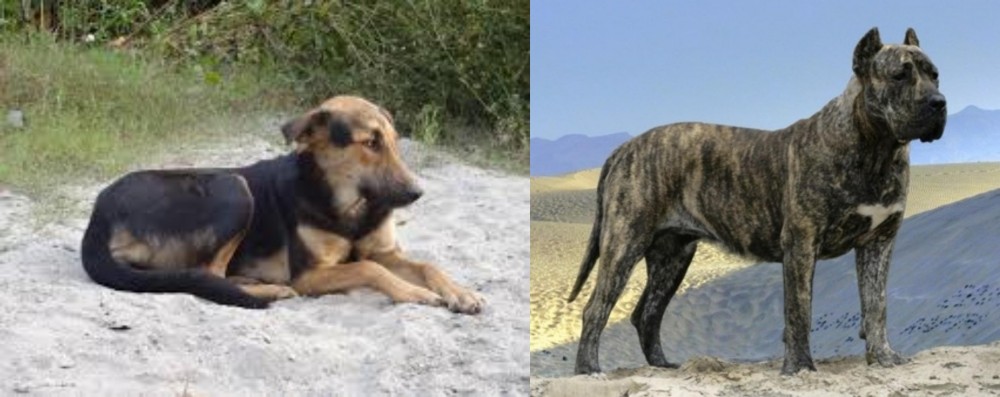 Presa Canario vs Indian Pariah Dog - Breed Comparison