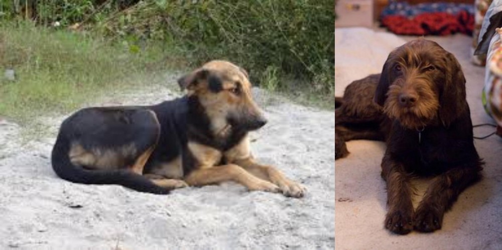 Pudelpointer vs Indian Pariah Dog - Breed Comparison