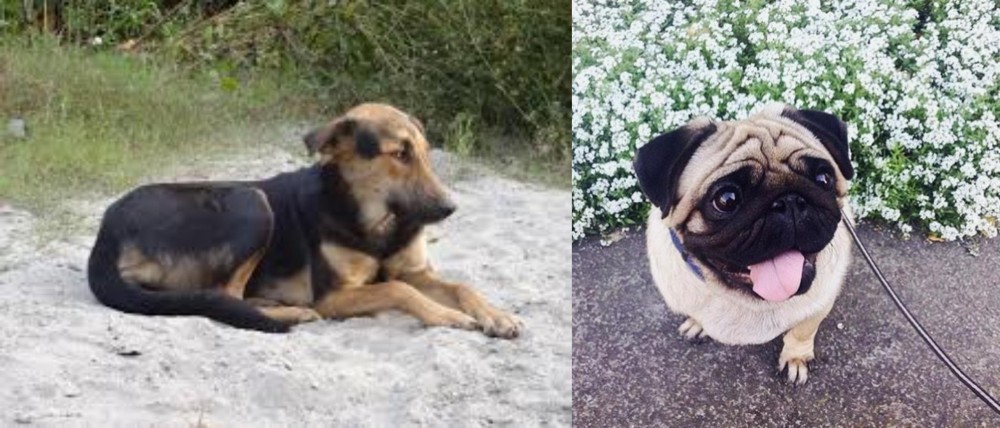 Pug vs Indian Pariah Dog - Breed Comparison