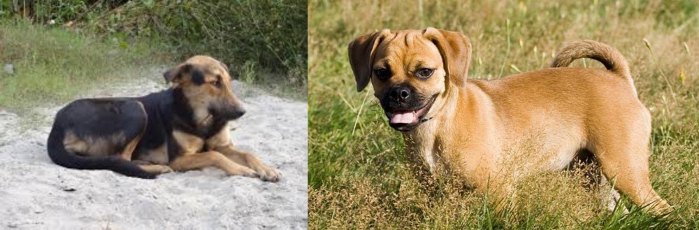 Puggle vs Indian Pariah Dog - Breed Comparison