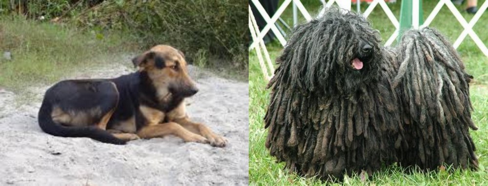 Puli vs Indian Pariah Dog - Breed Comparison