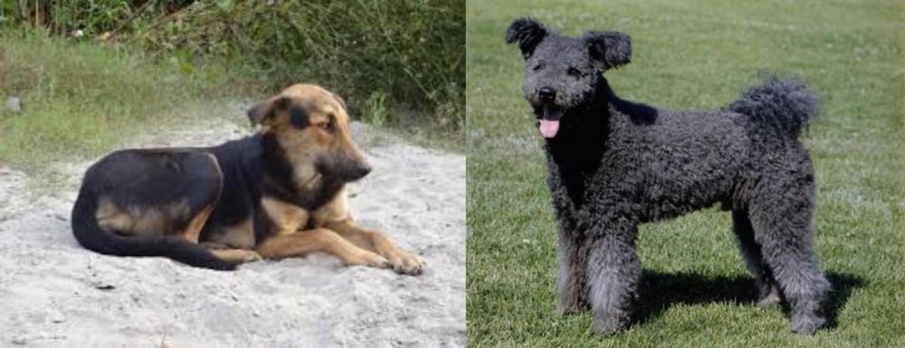 Pumi vs Indian Pariah Dog - Breed Comparison