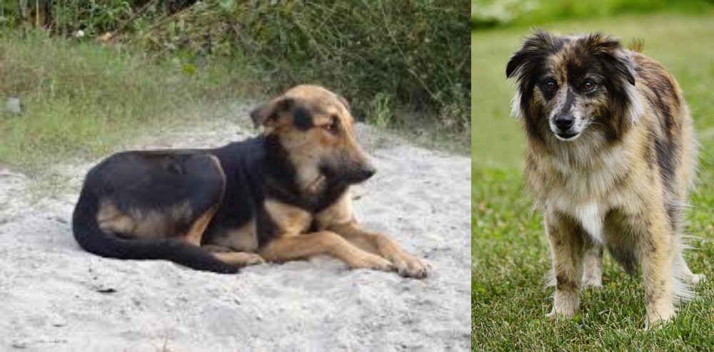Pyrenean Shepherd vs Indian Pariah Dog - Breed Comparison