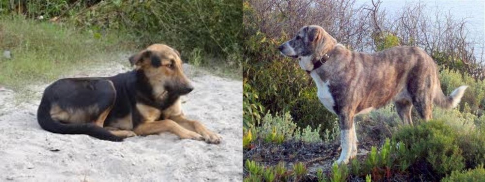 Rafeiro do Alentejo vs Indian Pariah Dog - Breed Comparison