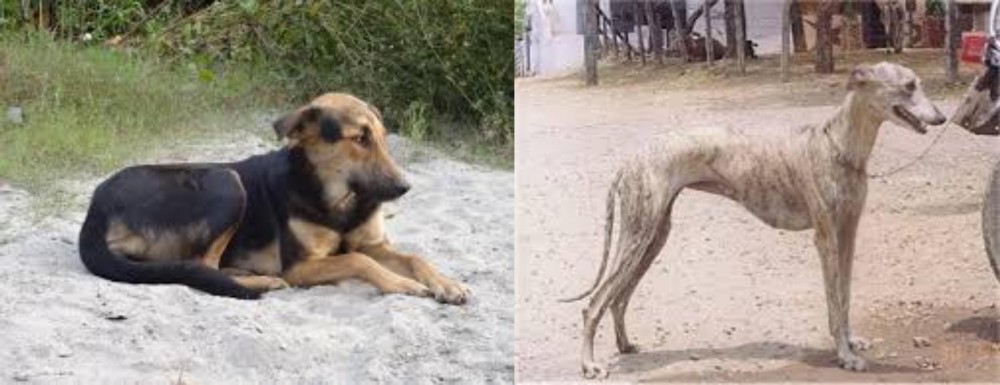 Rampur Greyhound vs Indian Pariah Dog - Breed Comparison