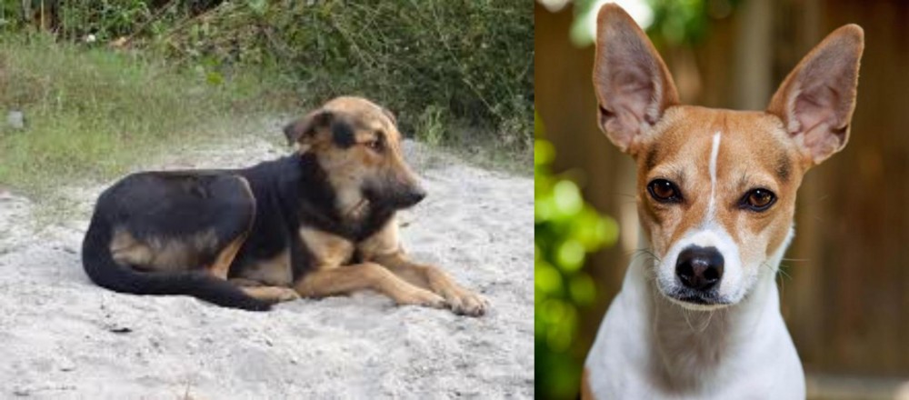 Rat Terrier vs Indian Pariah Dog - Breed Comparison