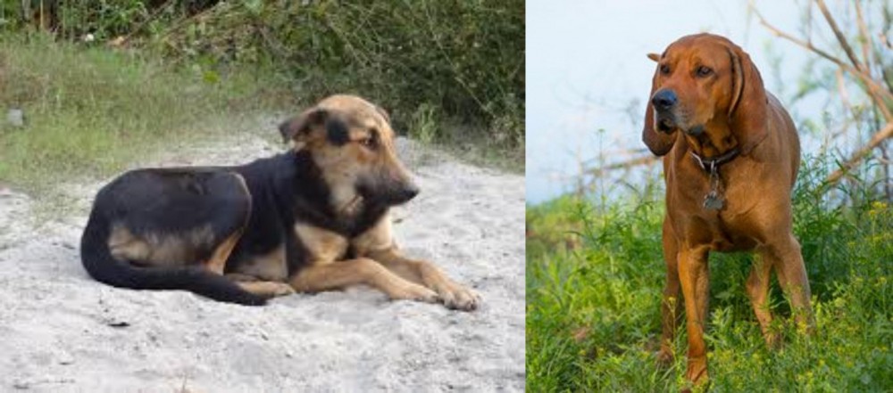 Redbone Coonhound vs Indian Pariah Dog - Breed Comparison