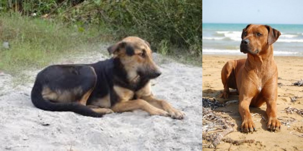 Rhodesian Ridgeback vs Indian Pariah Dog - Breed Comparison