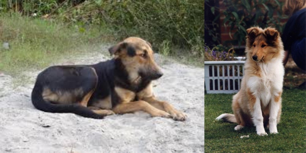 Rough Collie vs Indian Pariah Dog - Breed Comparison